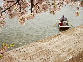 「高松の池」は、江戸時代に築かれた「上田堤」の歴史に連なる盛岡の桜の名所。